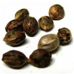 Семена марихуаны АК-47  (Seeds AK-47) в Белебее